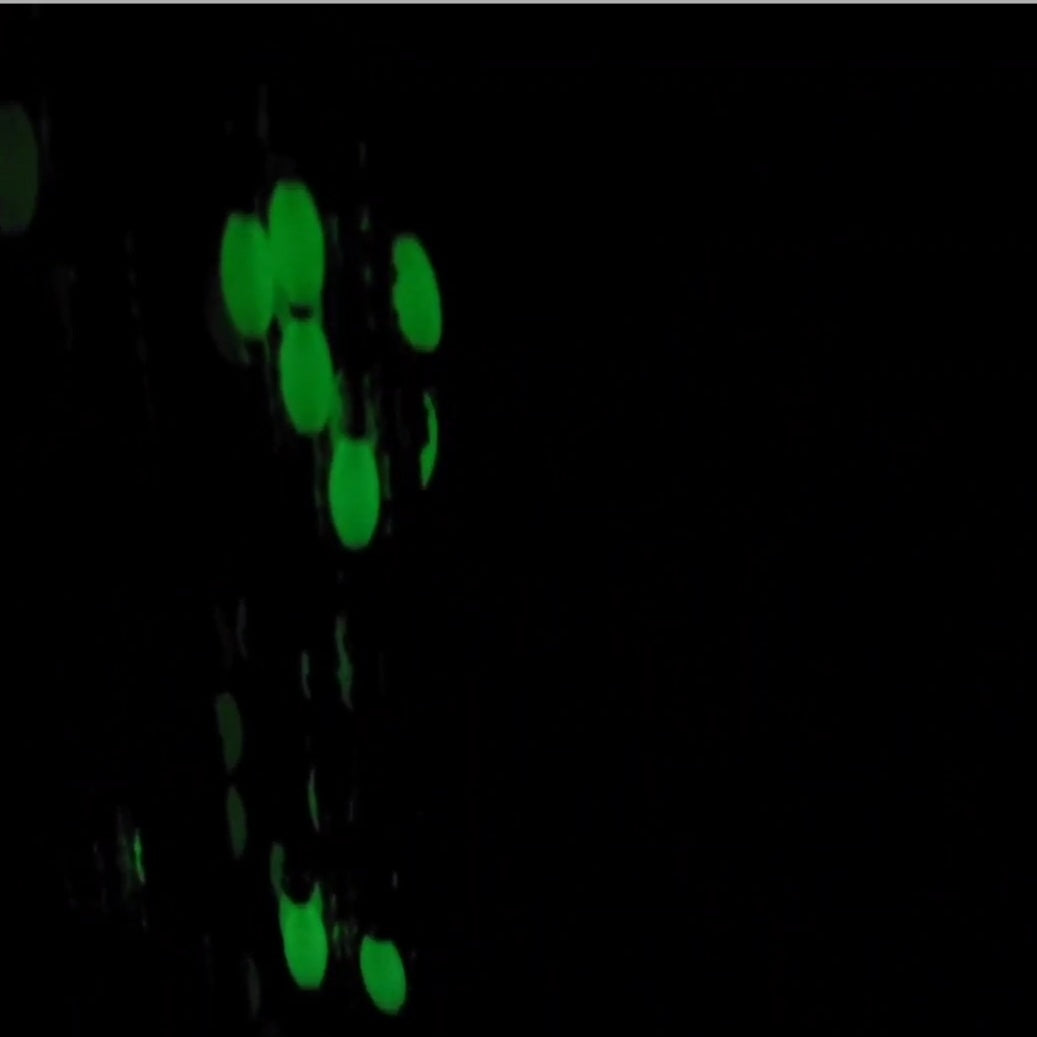 "Moonlight"-Glow in the Dark Waist Beads